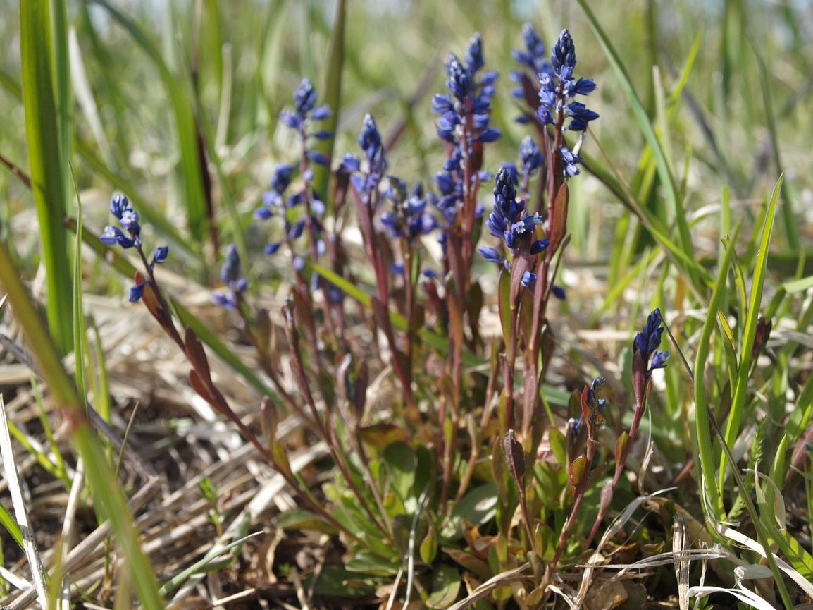 Image of Polygala amarella specimen.