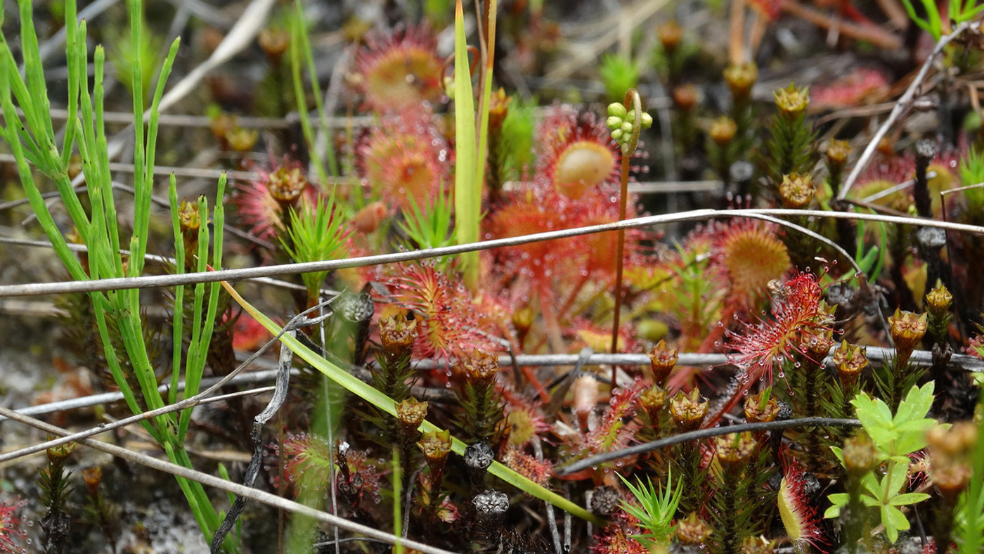 Изображение особи Drosera rotundifolia.