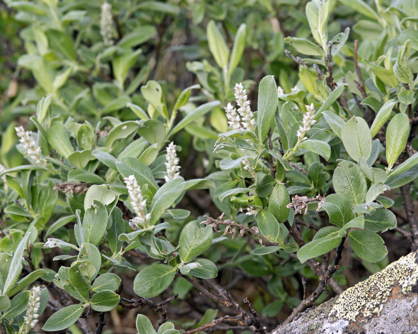 Изображение особи Salix glauca.