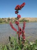 Rumex popovii. Плодоносящее растение. Казахстан, вост. окраина г. Тараз, пойма р. Талас, край берега задернованного острова. 18 июня 2020 г.