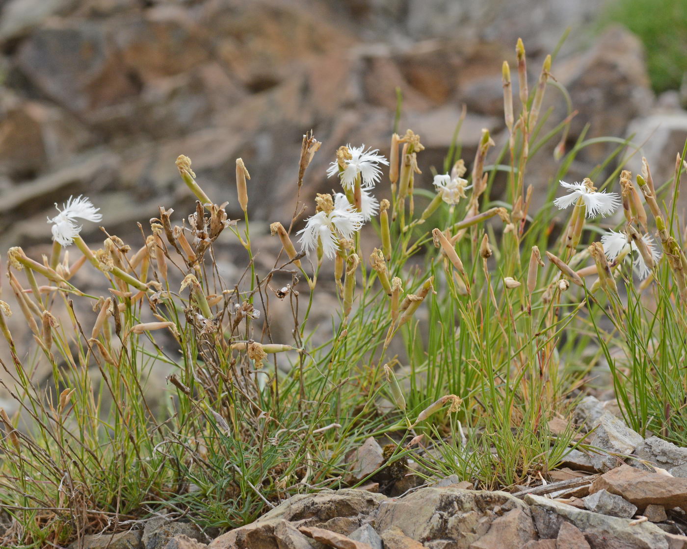 Image of Dianthus acicularis specimen.