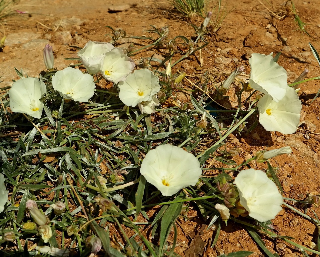 Изображение особи Convolvulus holosericeus.