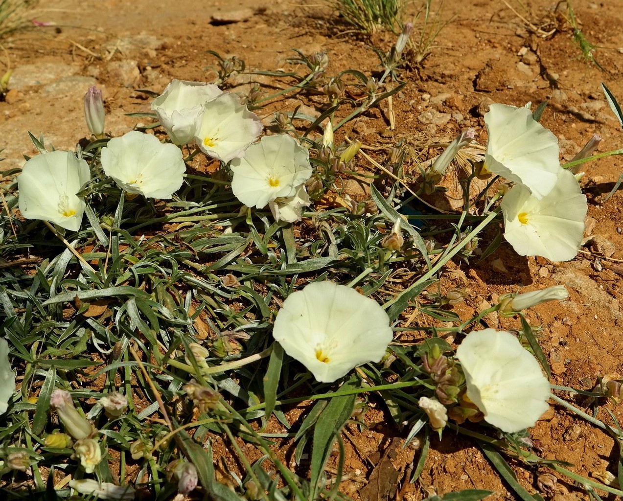 Изображение особи Convolvulus holosericeus.