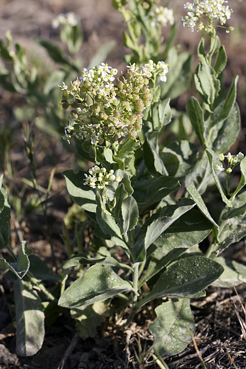 Image of Cardaria repens specimen.