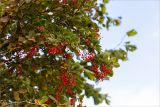 Berberis vulgaris