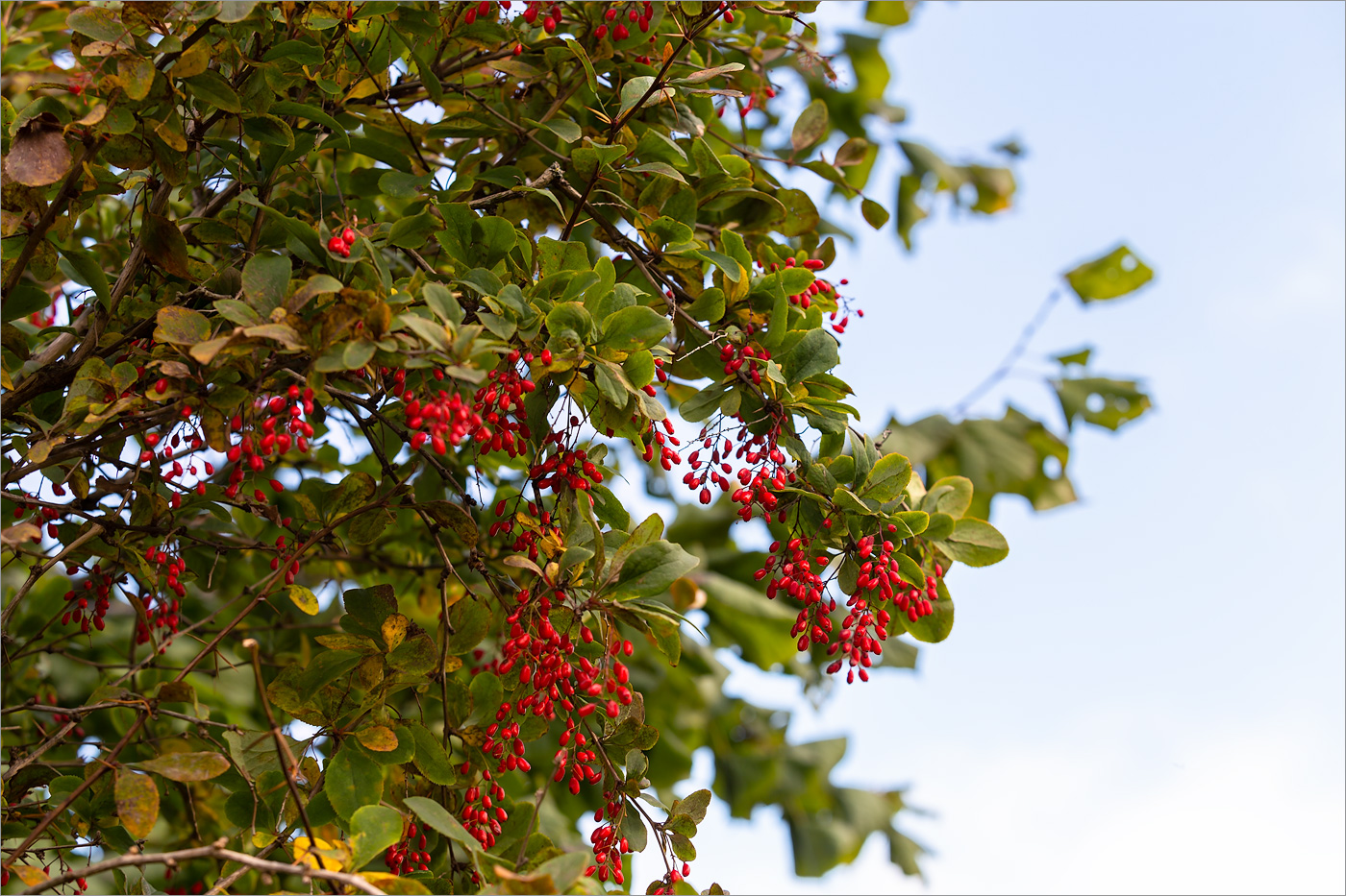 Изображение особи Berberis vulgaris.