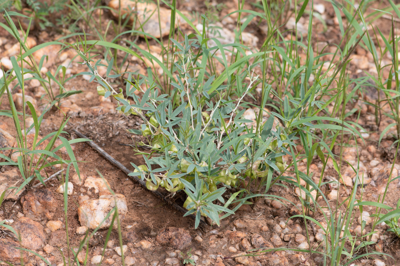 Image of Ptycholobium biflorum specimen.