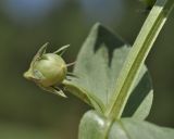 Anagallis arvensis. Часть побега с незрелым плодом. Крым, г. Симферополь, ботанический сад университета, сорное(?) на клумбе. 27.08.2020.