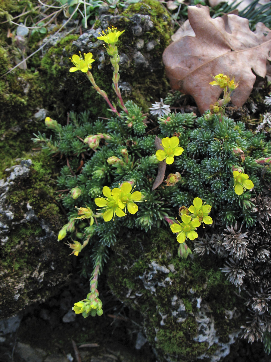 Image of Saxifraga ferdinandi-coburgi specimen.