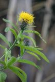 Grossheimia polyphylla. Верхушка растения с соцветием. Краснодарский край, Апшеронский р-н, окр. пос. Отдалённый, гора Черногор, выс. ок. 1600 н.у.м., субальпийский луг. 04.10.2020.