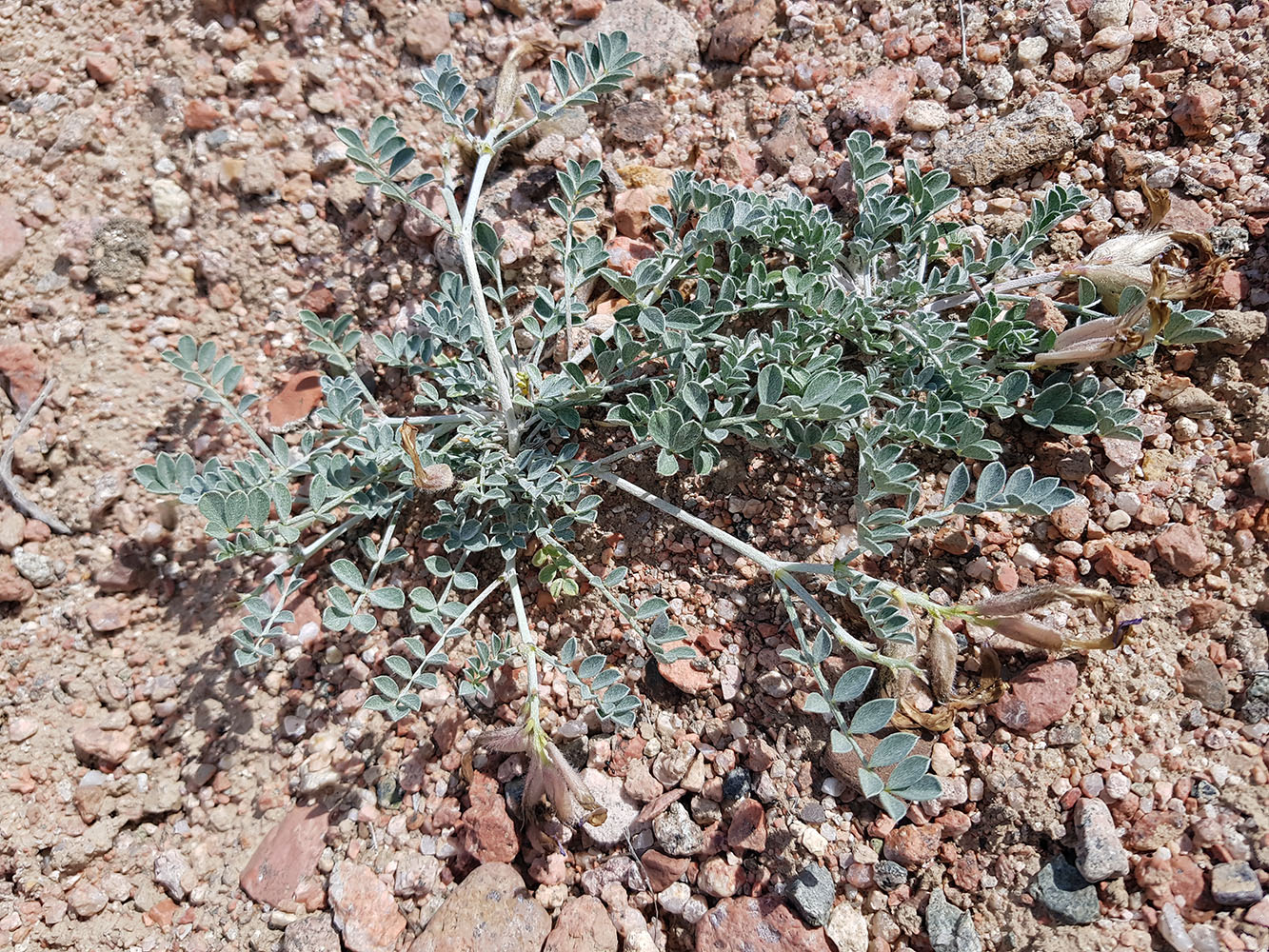 Изображение особи Astragalus ferganensis.