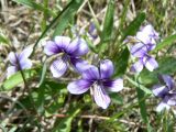 Viola mandshurica