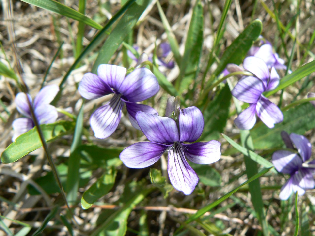 Изображение особи Viola mandshurica.