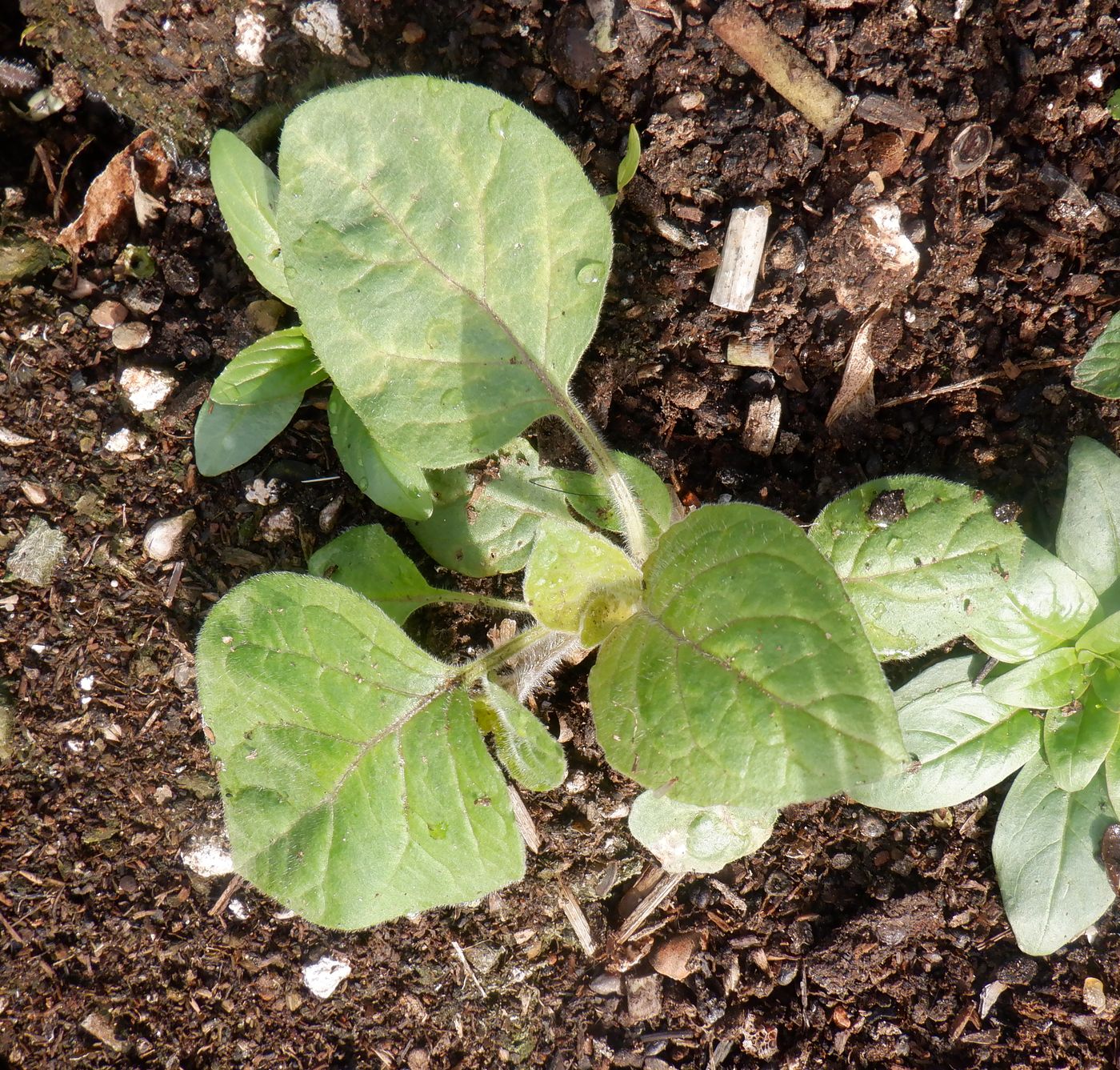 Image of Physalis peruviana specimen.