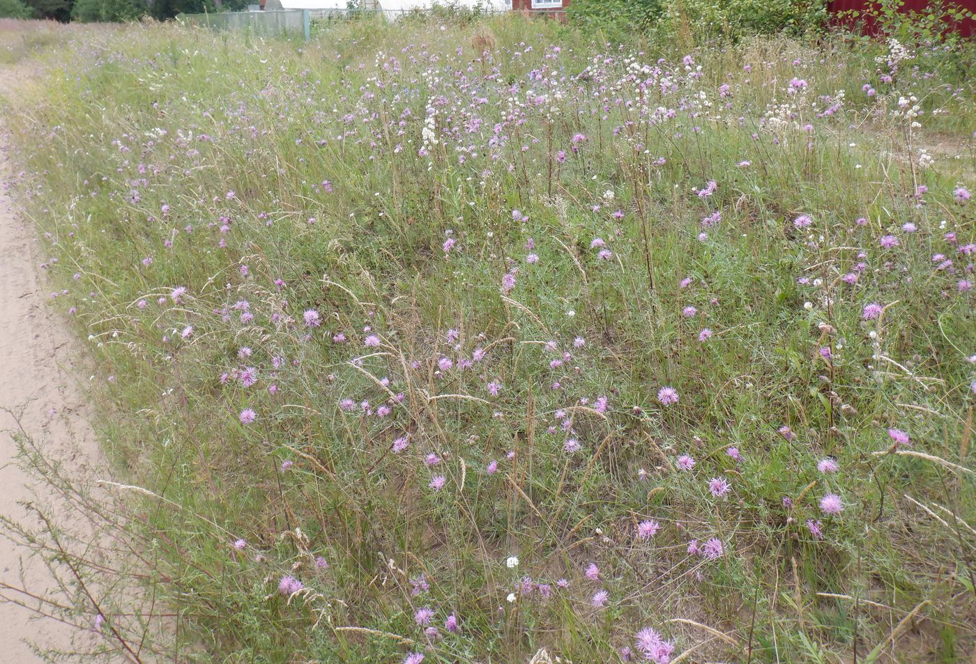 Image of Centaurea scabiosa specimen.