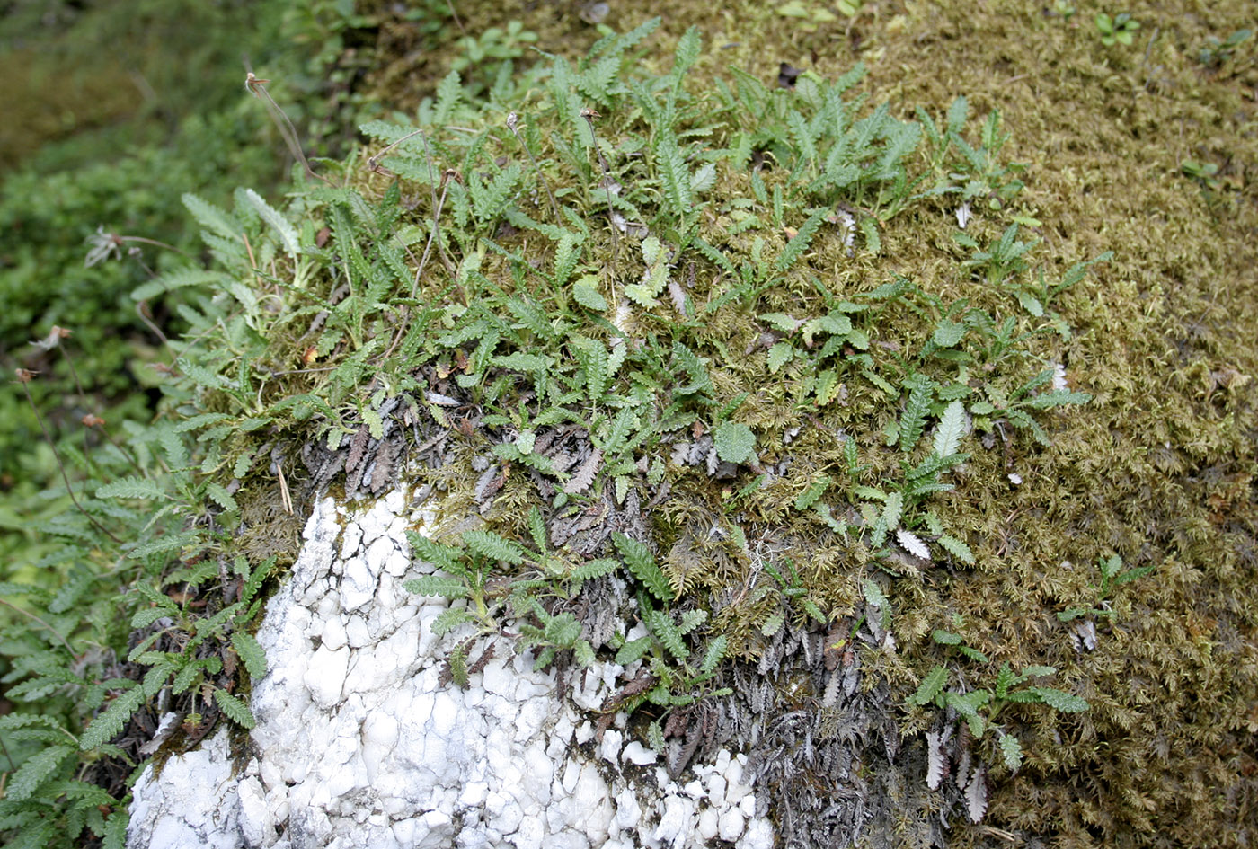 Изображение особи Dryas punctata.