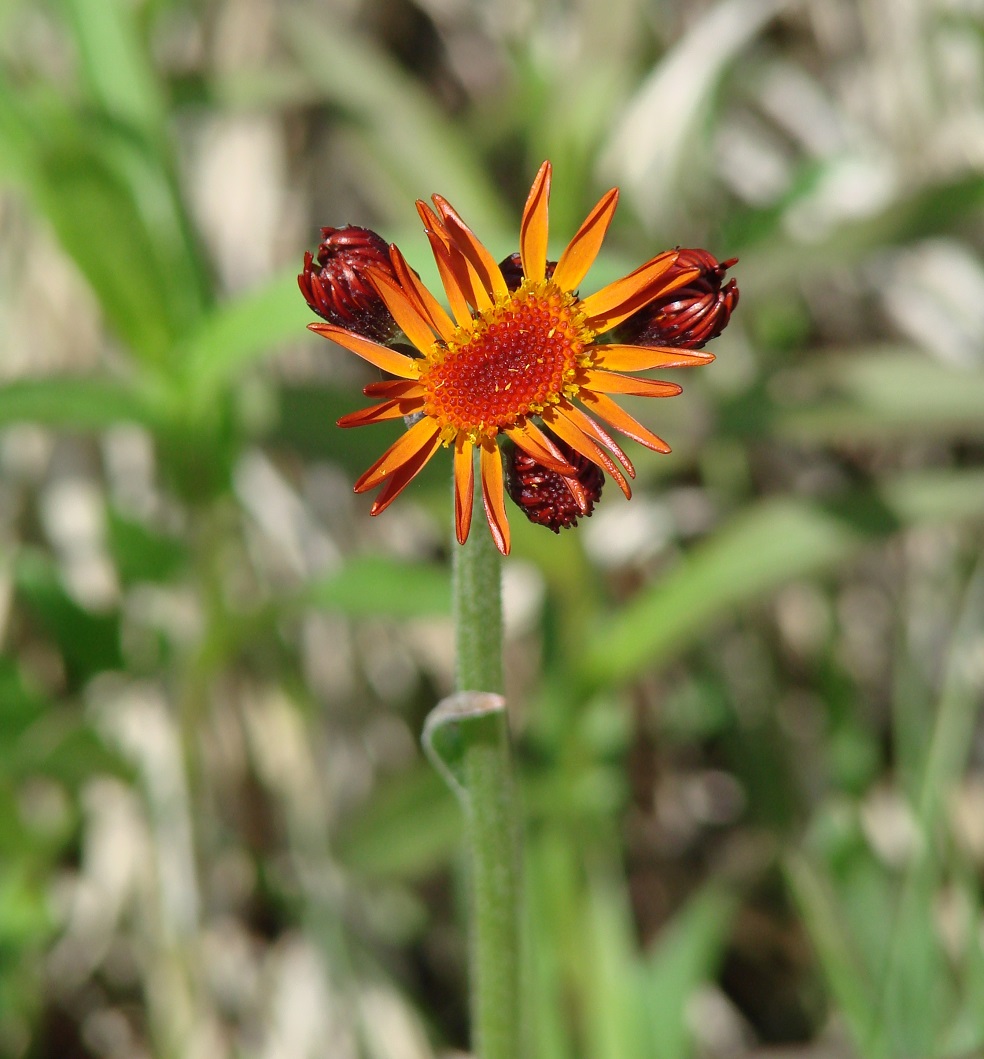 Изображение особи Tephroseris porphyrantha.