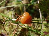 Rubus chamaemorus. Перезревший плод, готовый упасть, и части повреждённых листьев. Архангельская обл., Устьянский р-н, окр. дер. Акичкин Починок, край верхового болота Круглое. 12.08.2006.