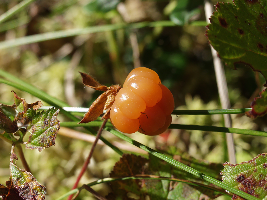 Изображение особи Rubus chamaemorus.