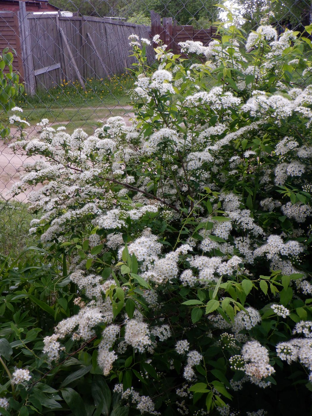 Изображение особи Spiraea chamaedryfolia.