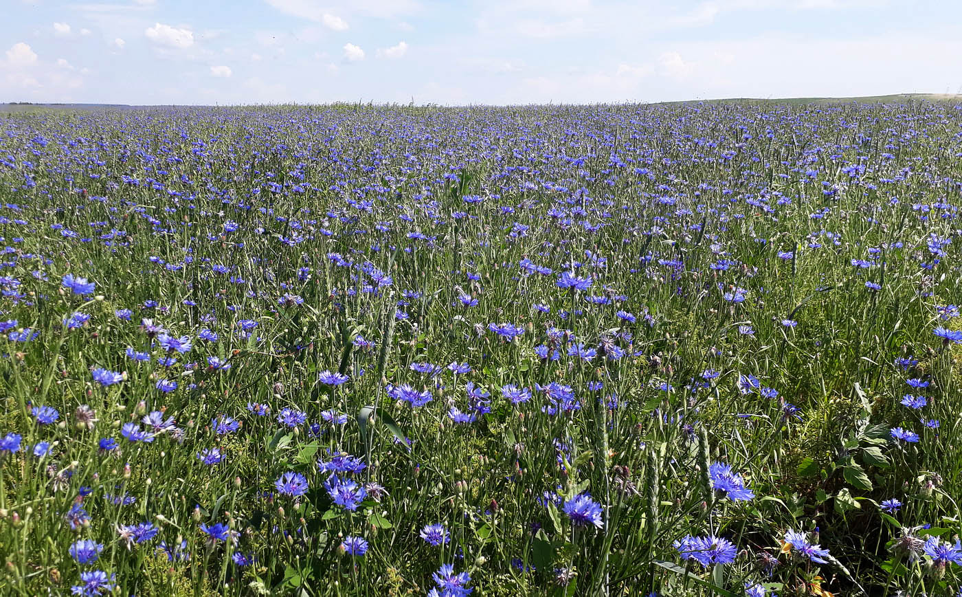 Изображение особи Centaurea cyanus.