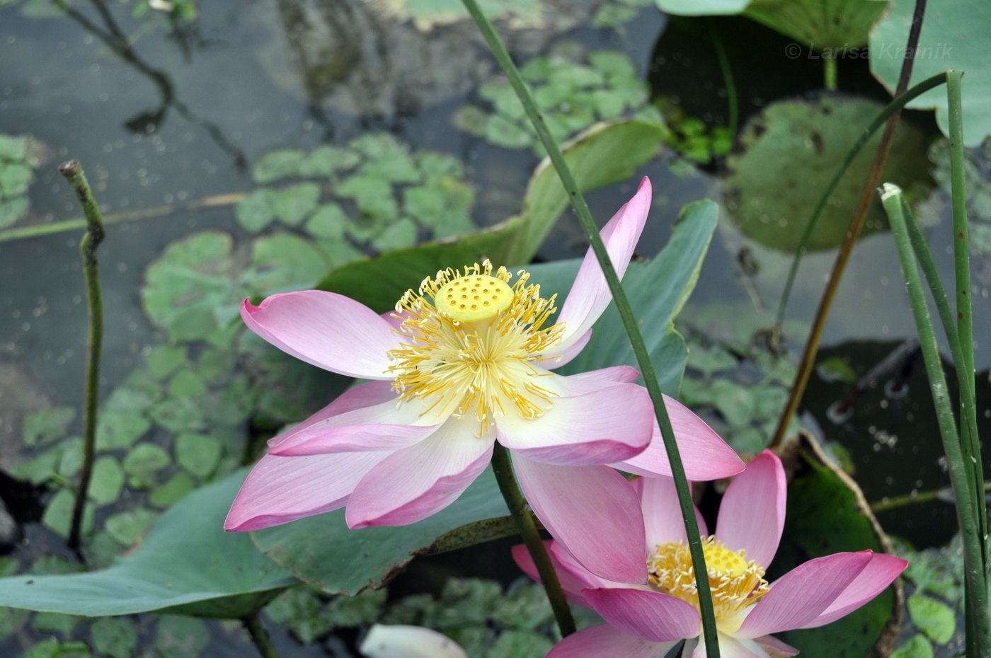 Image of Nelumbo caspica specimen.