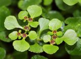 Chrysosplenium ramosum