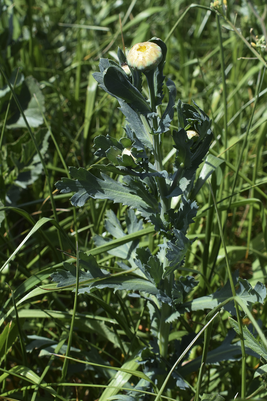 Image of Glebionis segetum specimen.