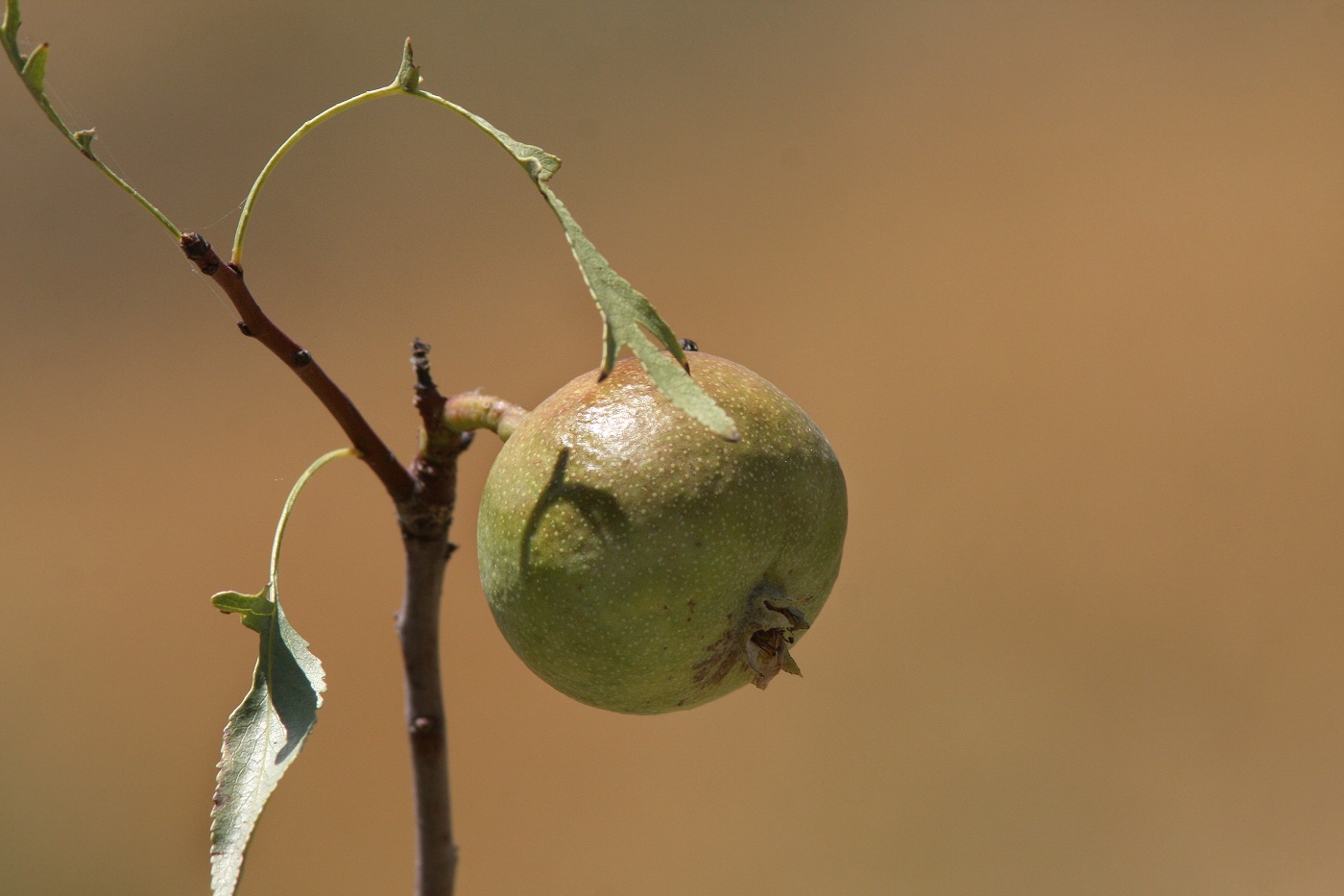 Image of Pyrus regelii specimen.