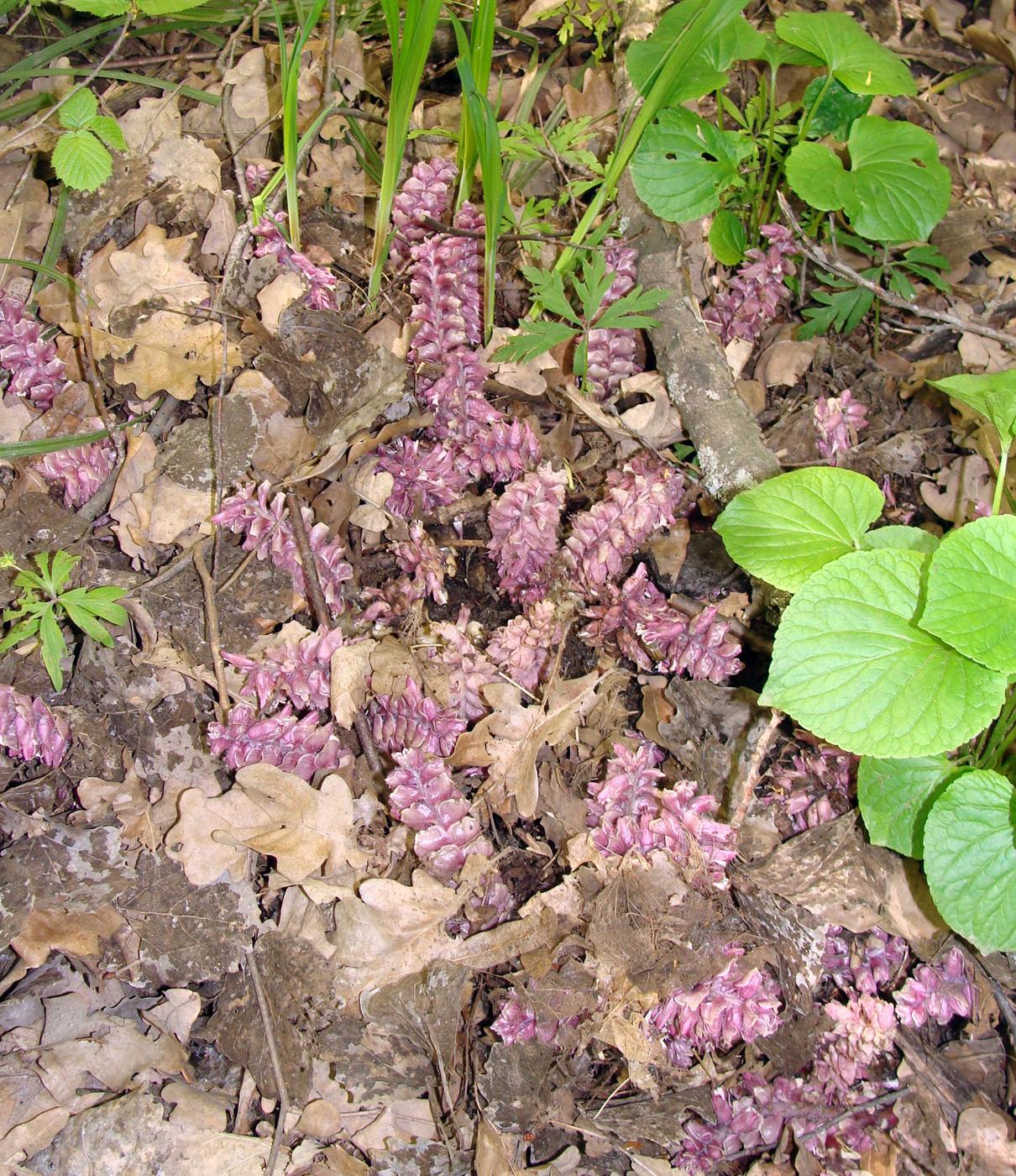 Image of Lathraea squamaria specimen.