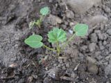 Malva pusilla