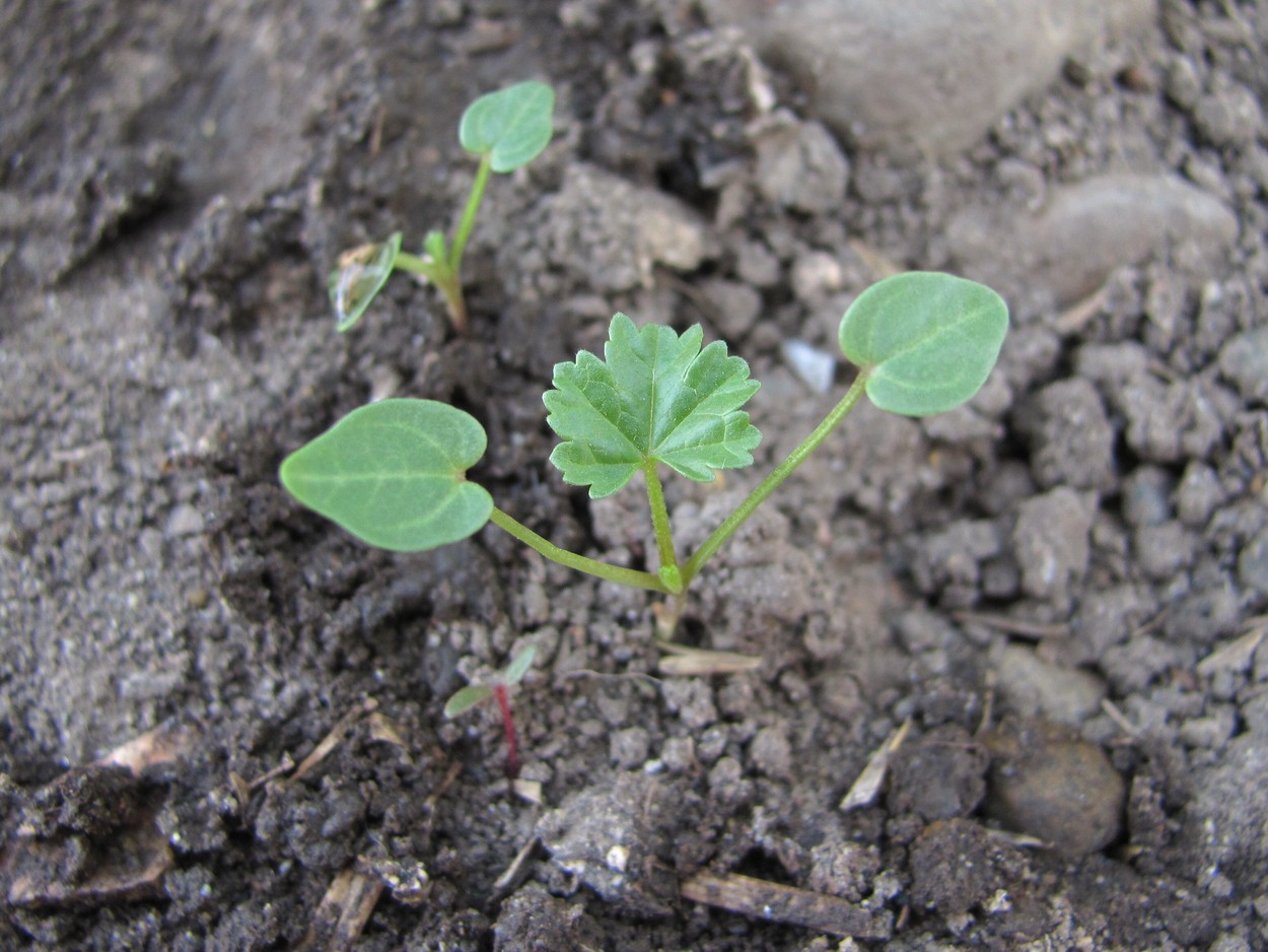 Image of Malva pusilla specimen.