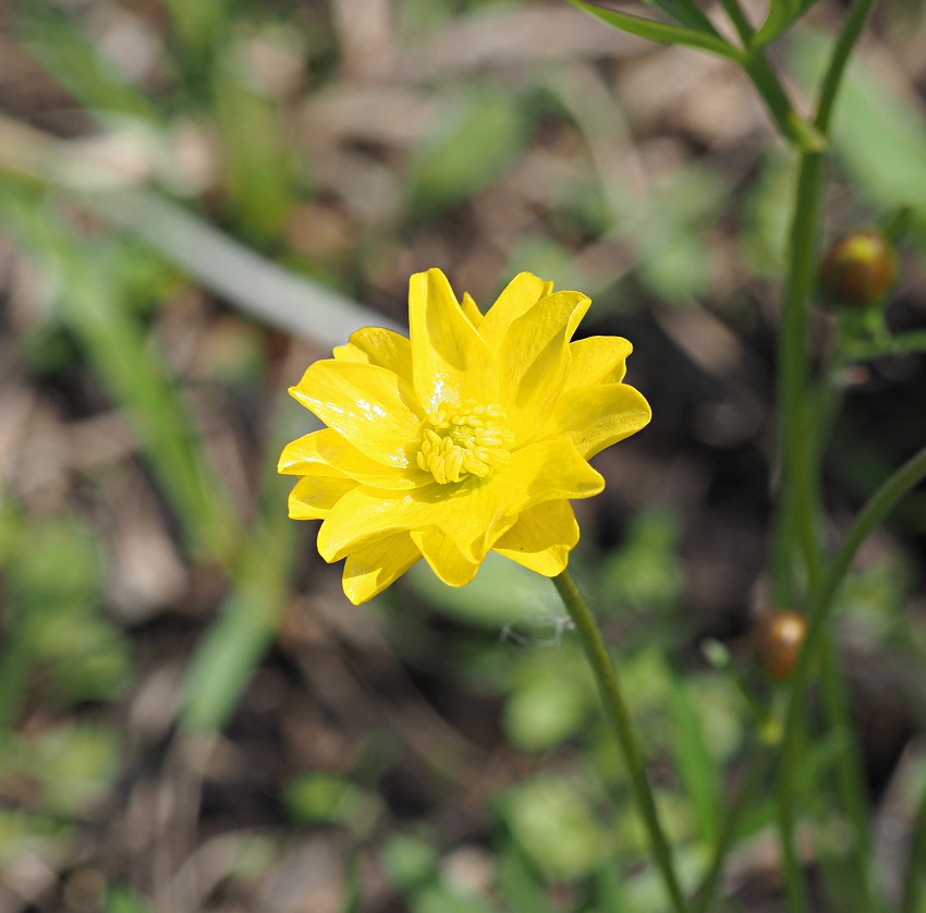 Изображение особи Ranunculus pedatus.