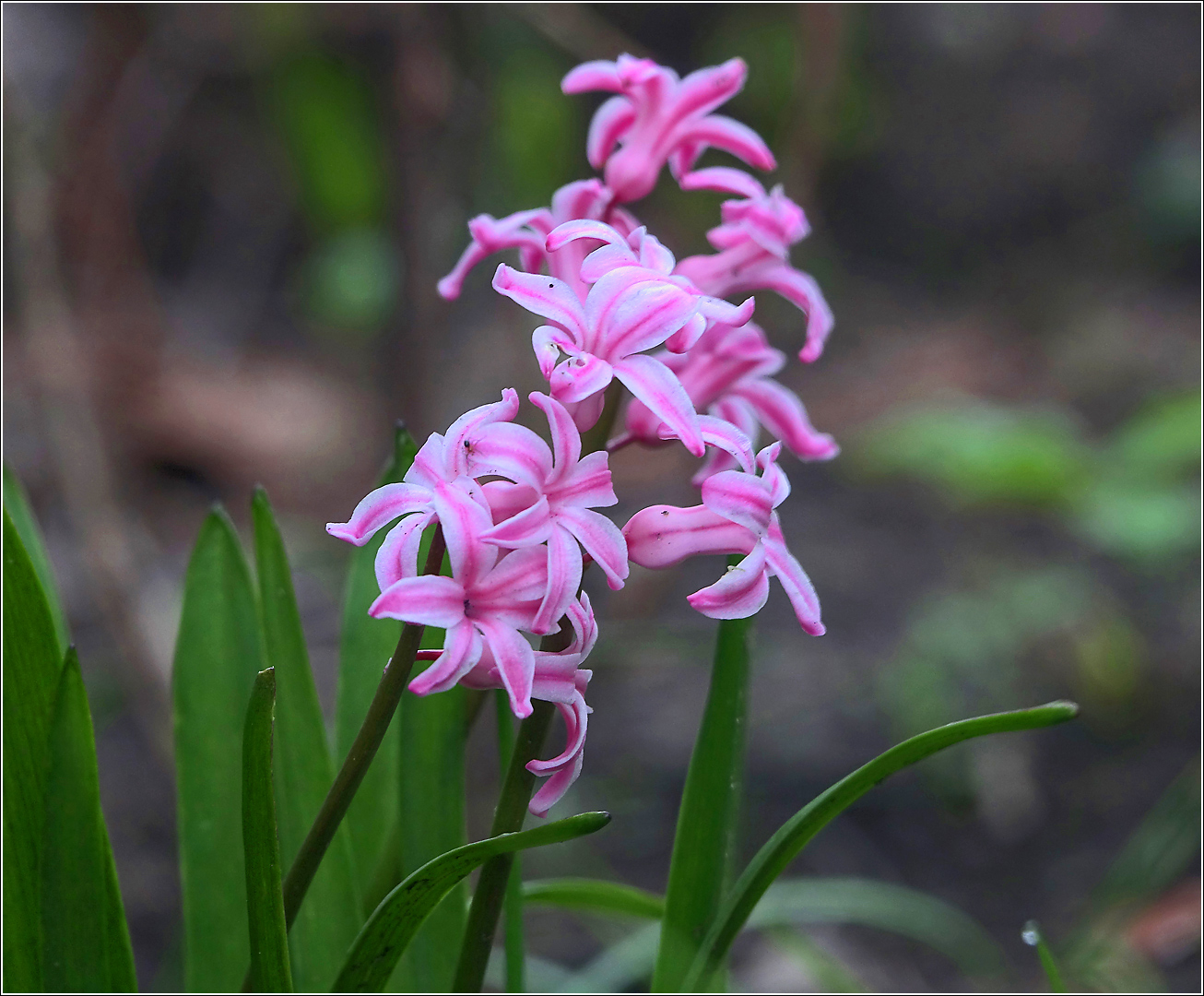 Изображение особи Hyacinthus orientalis.