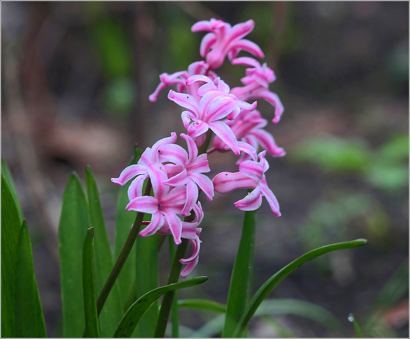 Image of Hyacinthus orientalis specimen.