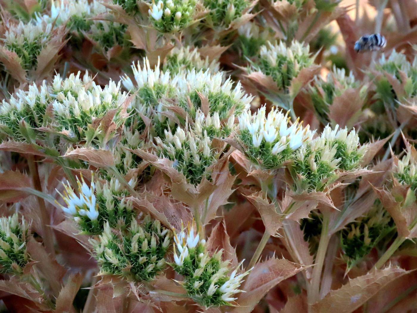 Изображение особи Cousinia triflora.