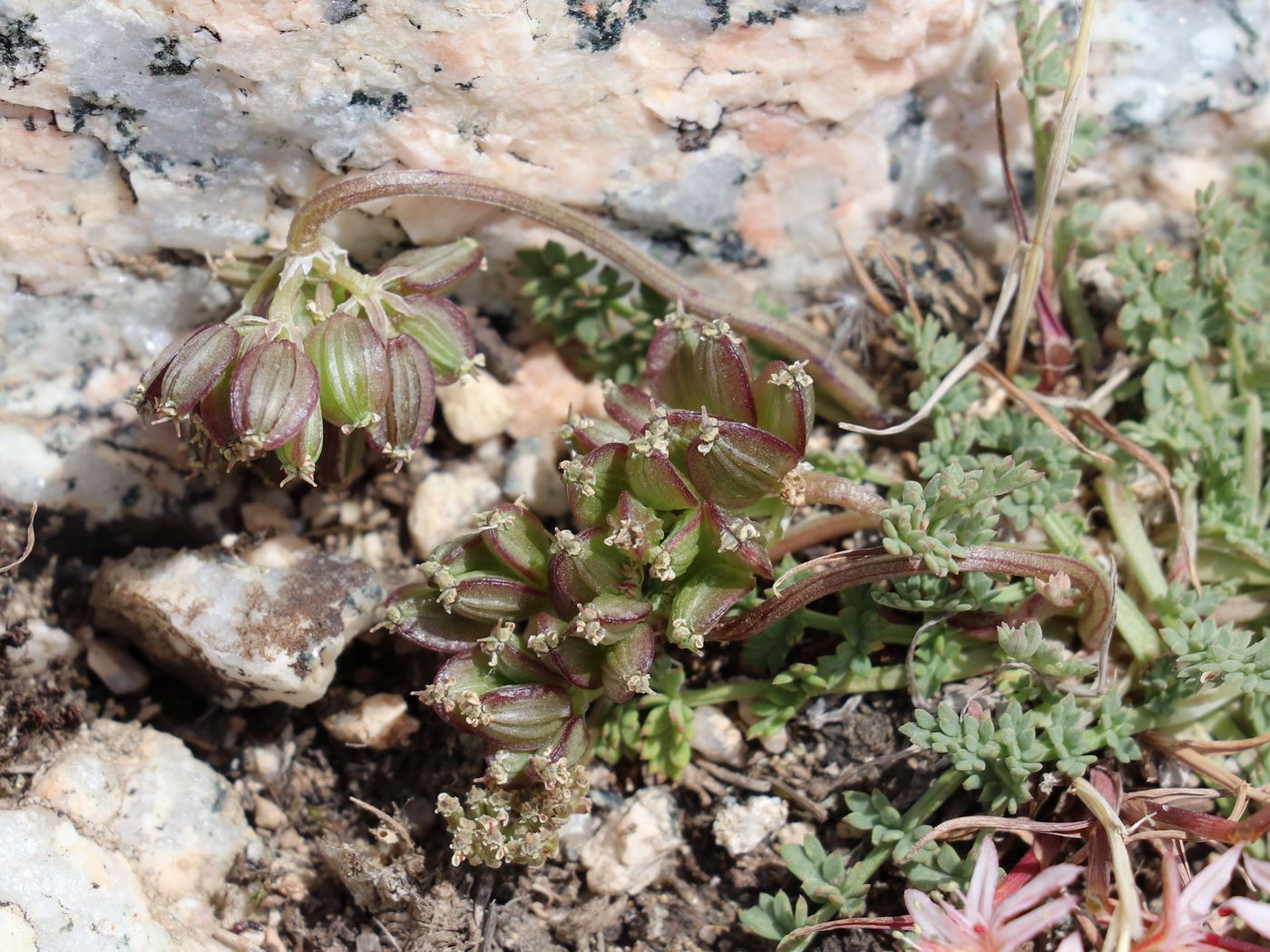 Image of Lomatocarpa alata specimen.