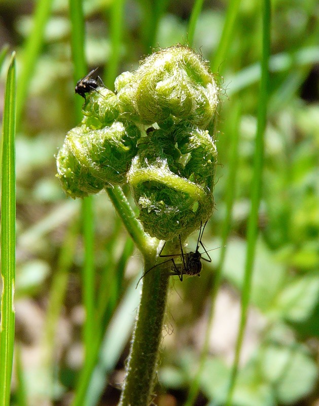 Image of Pteridium pinetorum ssp. sibiricum specimen.