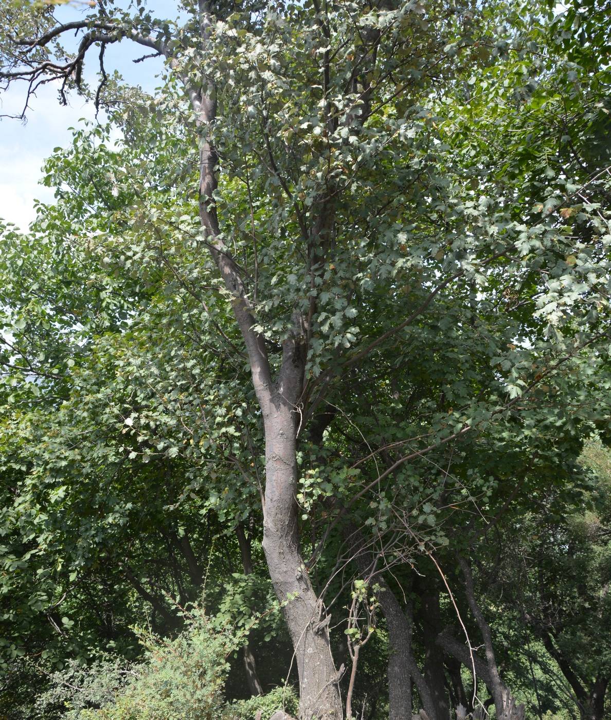 Image of Sorbus persica specimen.