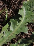 Taraxacum serotinum