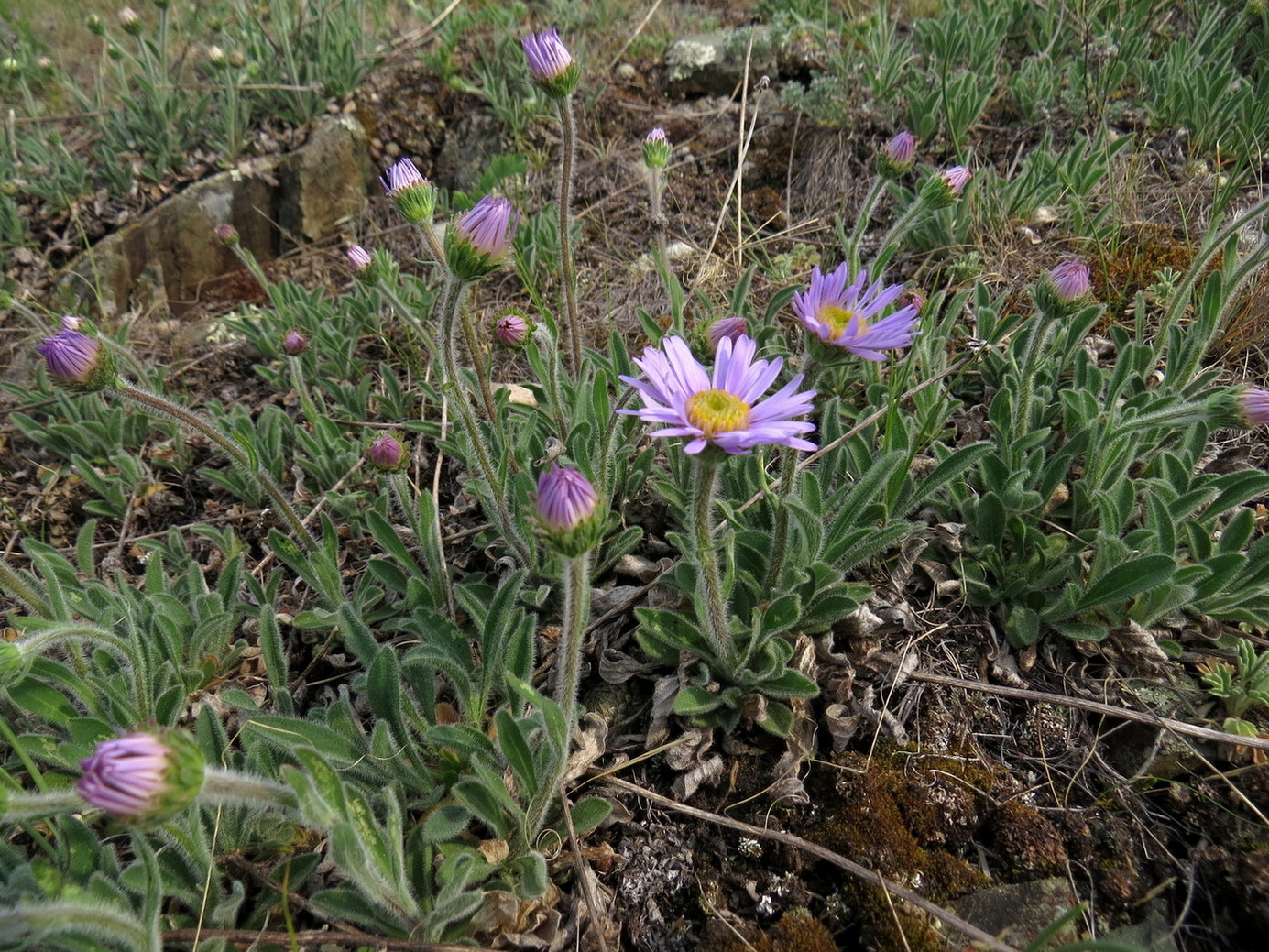 Изображение особи Aster alpinus.