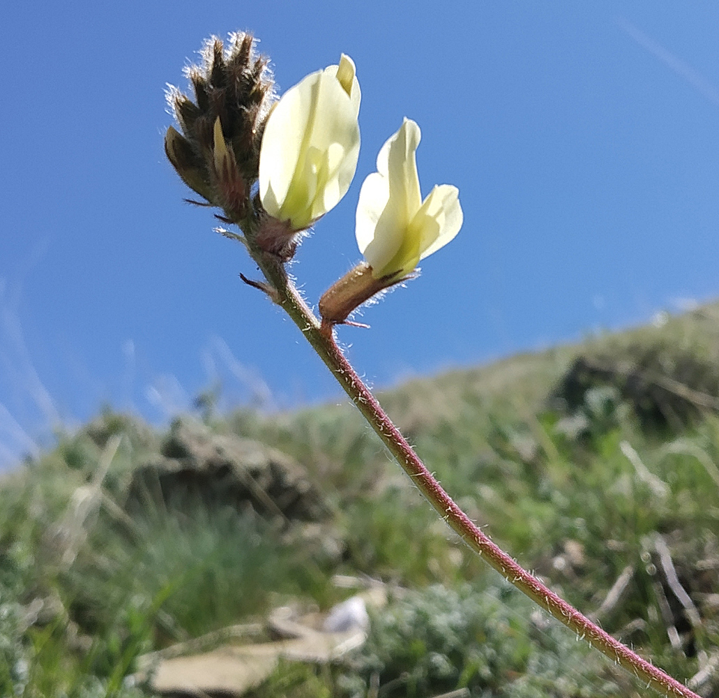 Изображение особи Oxytropis macrocarpa.