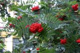 Sorbus decora. Плоды и листья. Санкт-Петербург, Петроградский р-н, Ботанический сад им. Петра Великого, в культуре. 30.08.2021.