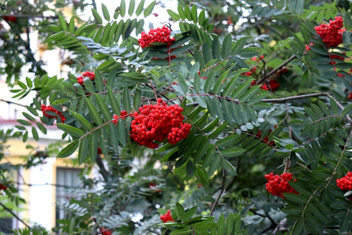 Image of Sorbus decora specimen.