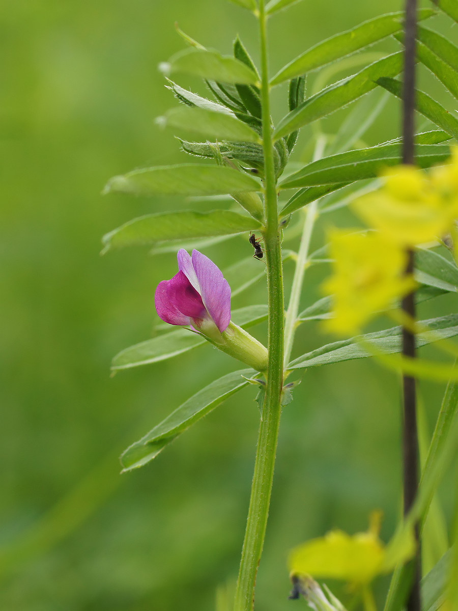 Image of Vicia angustifolia specimen.