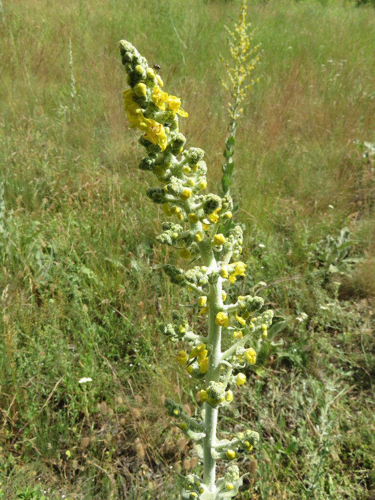 Изображение особи Verbascum pulverulentum.