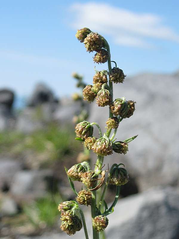 Image of Artemisia arctica specimen.