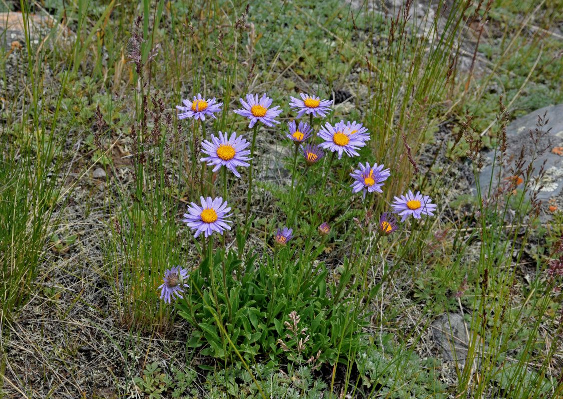 Image of Aster alpinus specimen.