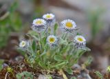 Erigeron uniflorus. Цветущeе растениe. Республика Северная Осетия-Алания, Алагирский р-н, Большой Кавказ, ущелье реки Садон, альпийский пояс, ≈ 3090 м н.у.м., осыпь. 03.07.2021.