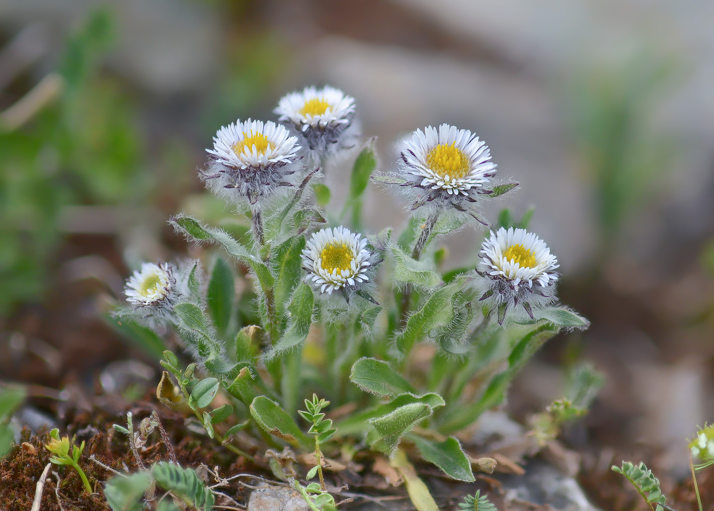 Image of Erigeron uniflorus specimen.